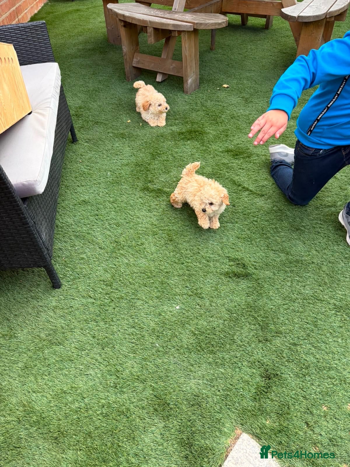 Miniature Poodle dogs 4 miniature Poodle Boys  - Advert 3
