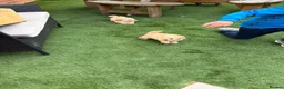 Miniature Poodle dogs for sale: 4 miniature Poodle Boys  - Advert 1