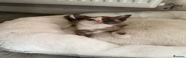 Bengal 2