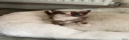 Bengal cats for sale: Beautiful baby kitten❤️ - Advert 10
