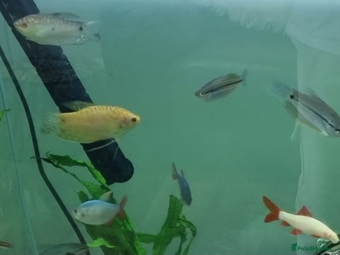 Tetras fish for sale: Different variety of tropical fish  - Advert 7