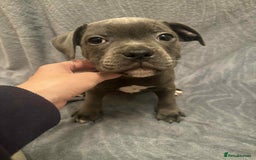 Staffordshire Bull Terrier dogs for sale: Blue staffs ready to go adorable pups - Image 7