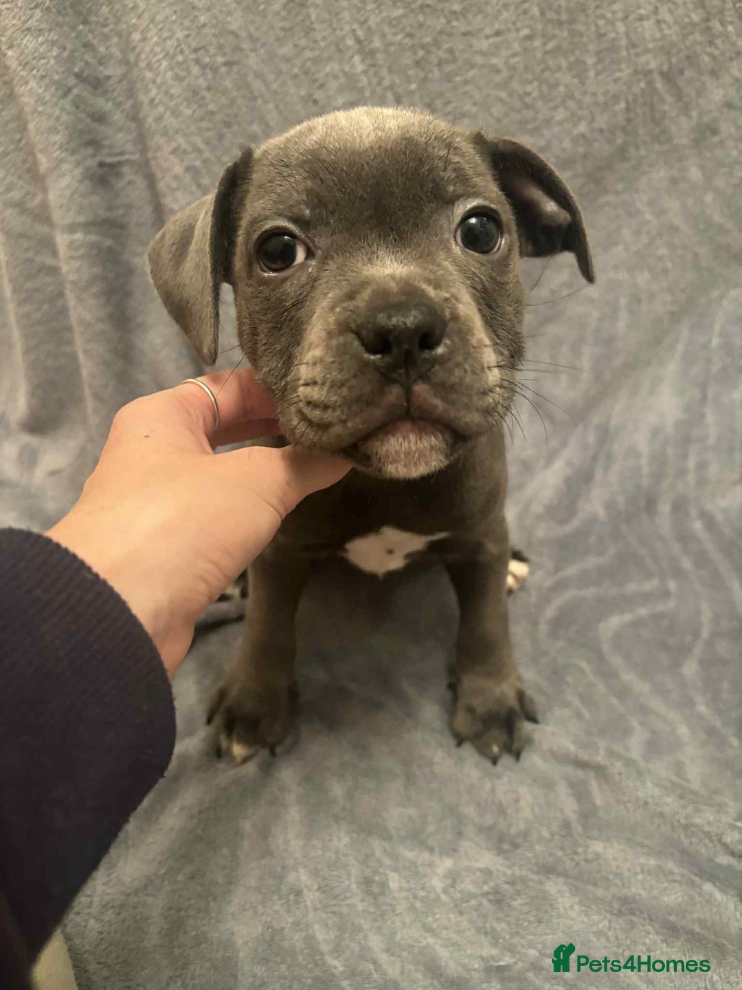 Staffordshire Bull Terrier dogs for sale: Blue staffs ready to go adorable pups - Image 7