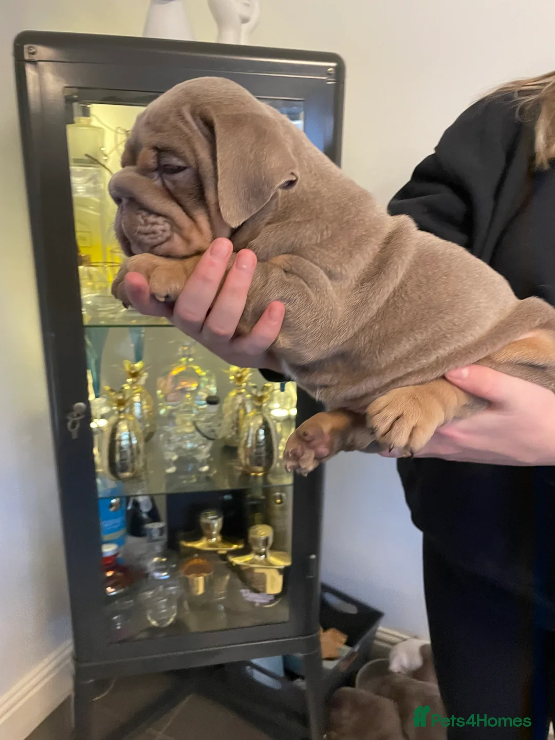 English Bulldog dogs for sale: Quality English bulldogs  - Advert 2
