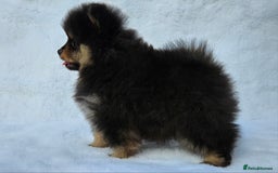 Pomeranian dogs for sale: Tiny Russian-Line Black & Tan Girls – Ready Now - Image 9
