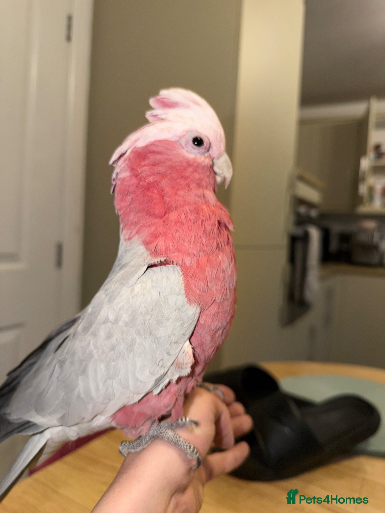 Cockatoo birds 2 Year Old Tame Male Galah Cockatoo - Advert 2