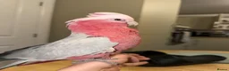 Cockatoo birds for sale: 2 Year Old Tame Male Galah Cockatoo in Liverpool - Advert 2