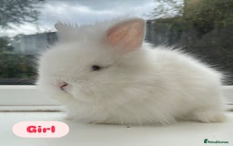 Lionhead rabbits for sale: Purebred DM lionhead babies 🐰🐰 - Image 4