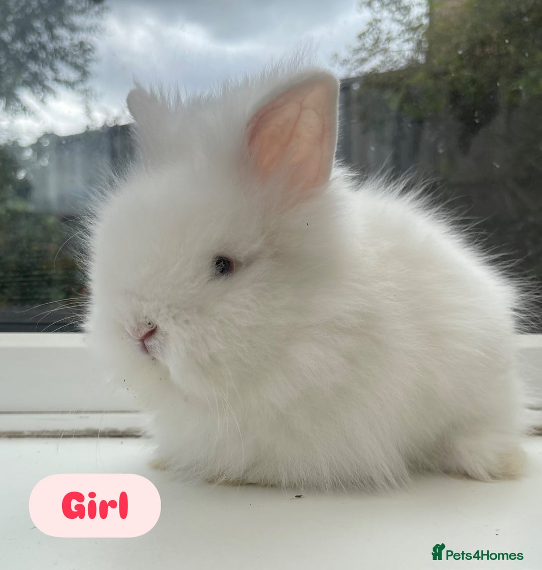 Lionhead rabbits for sale: Purebred DM lionhead babies 🐰🐰 - Image 4