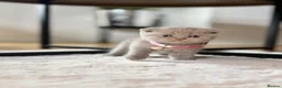 Scottish Fold cats for sale: Scottish fold - Advert 4