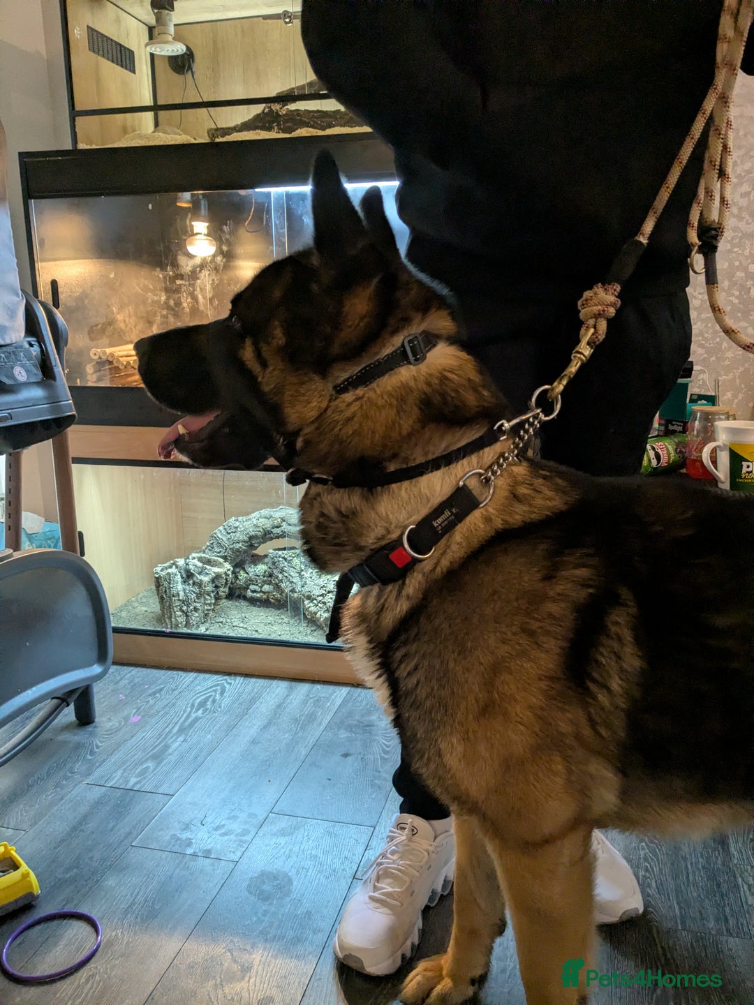 Mixed Breed dogs for sale: GSD Mix Adult Male – Needs Experienced, Adult-Only - Advert 3