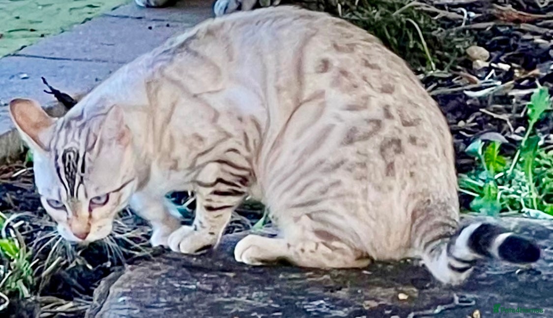 Bengal cats Top Pedigree Bengal Kittens - Advert 2