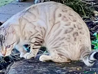 Bengal cats Top Pedigree Bengal Kittens - Advert 2