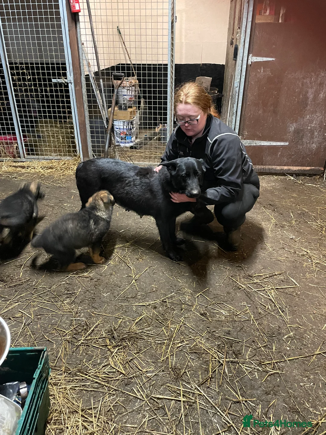 Shepsky dogs for sale: German Shepherd cross Husky Puppies  - Advert 2