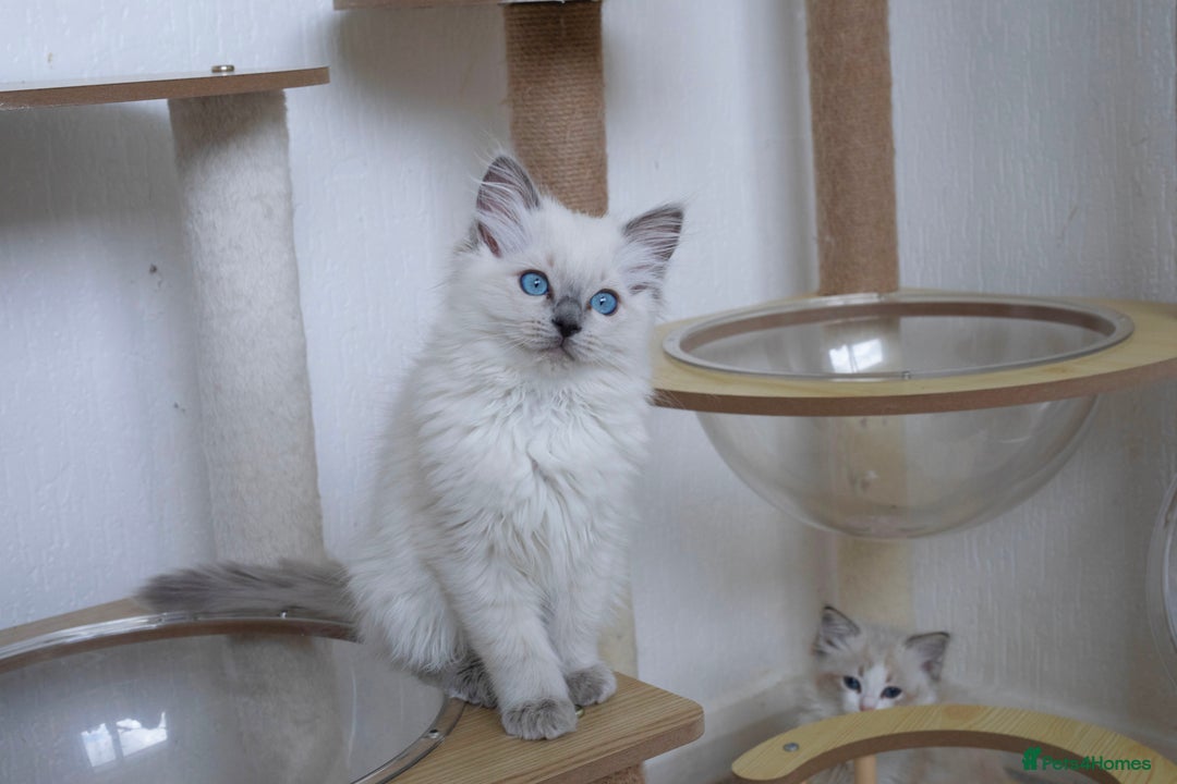Ragdoll cats for sale: RAGDOLL KITTENS registered in Manchester - Image 13