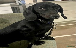 Dachshund dogs for sale: Miniature Smooth Haired Dachshund - Advert 5