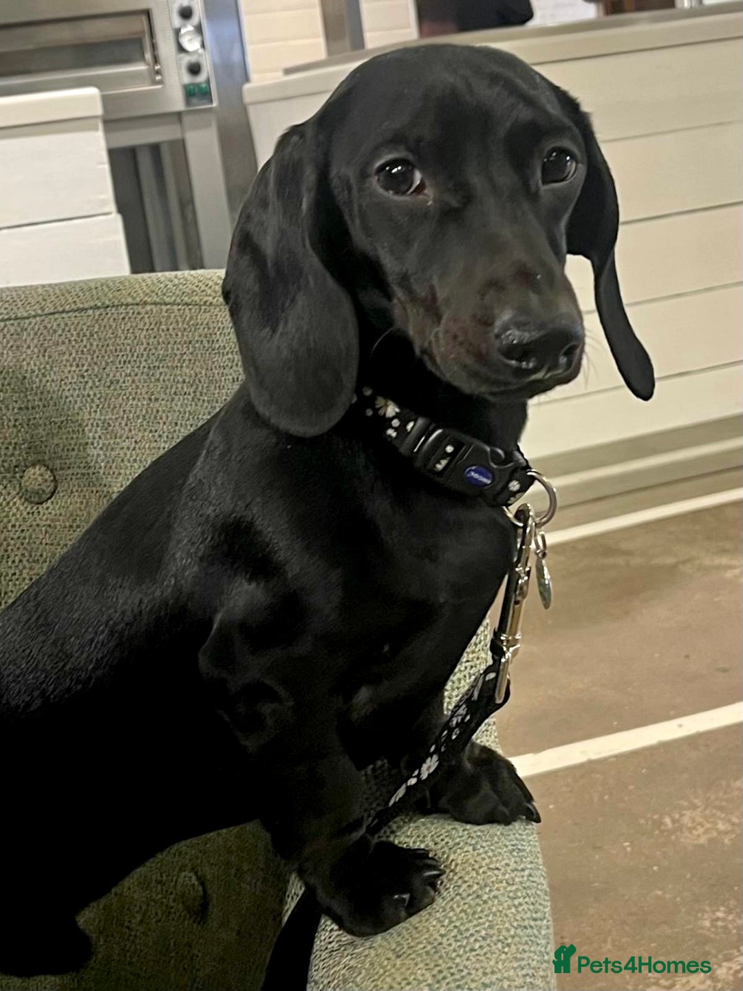 Dachshund dogs for sale: Miniature Smooth Haired Dachshund - Advert 5