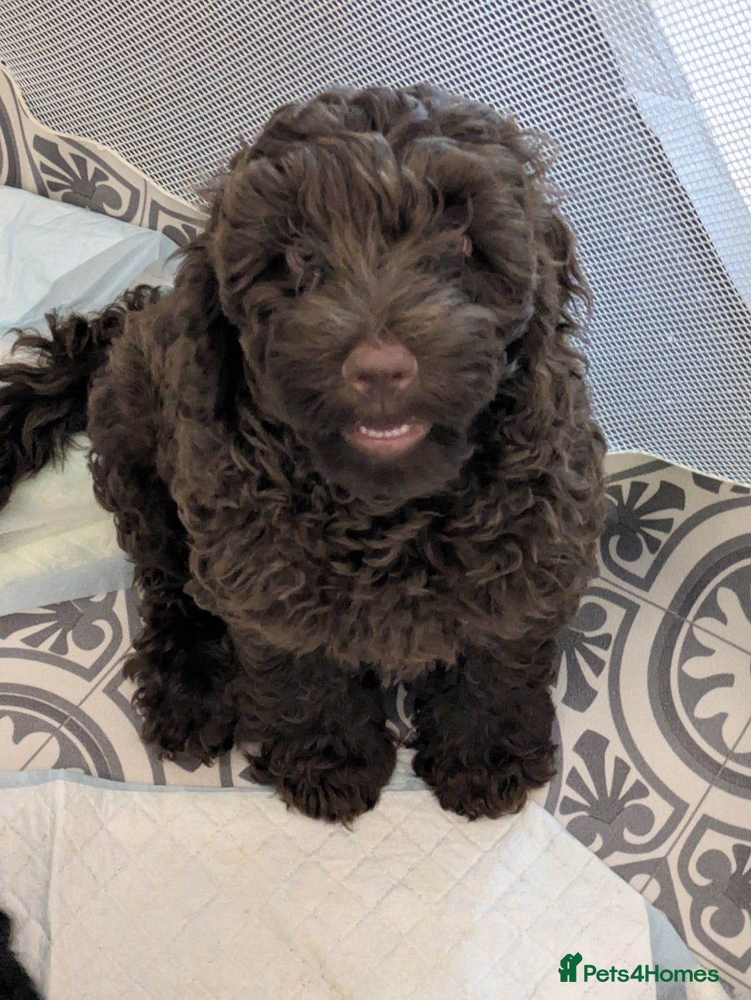 Cockapoo dogs for sale: Brown Cockapoo  - Advert 4