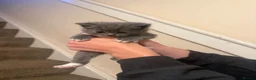 Mixed Breed cats for sale: Persian and Exotic Persian cross kittens - Advert 11
