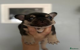 French Bulldog dogs for sale: Chunky French bulldog puppies  - Image 7