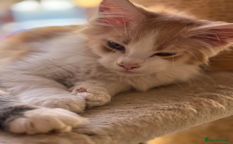 Maine Coon cats - Advert 4