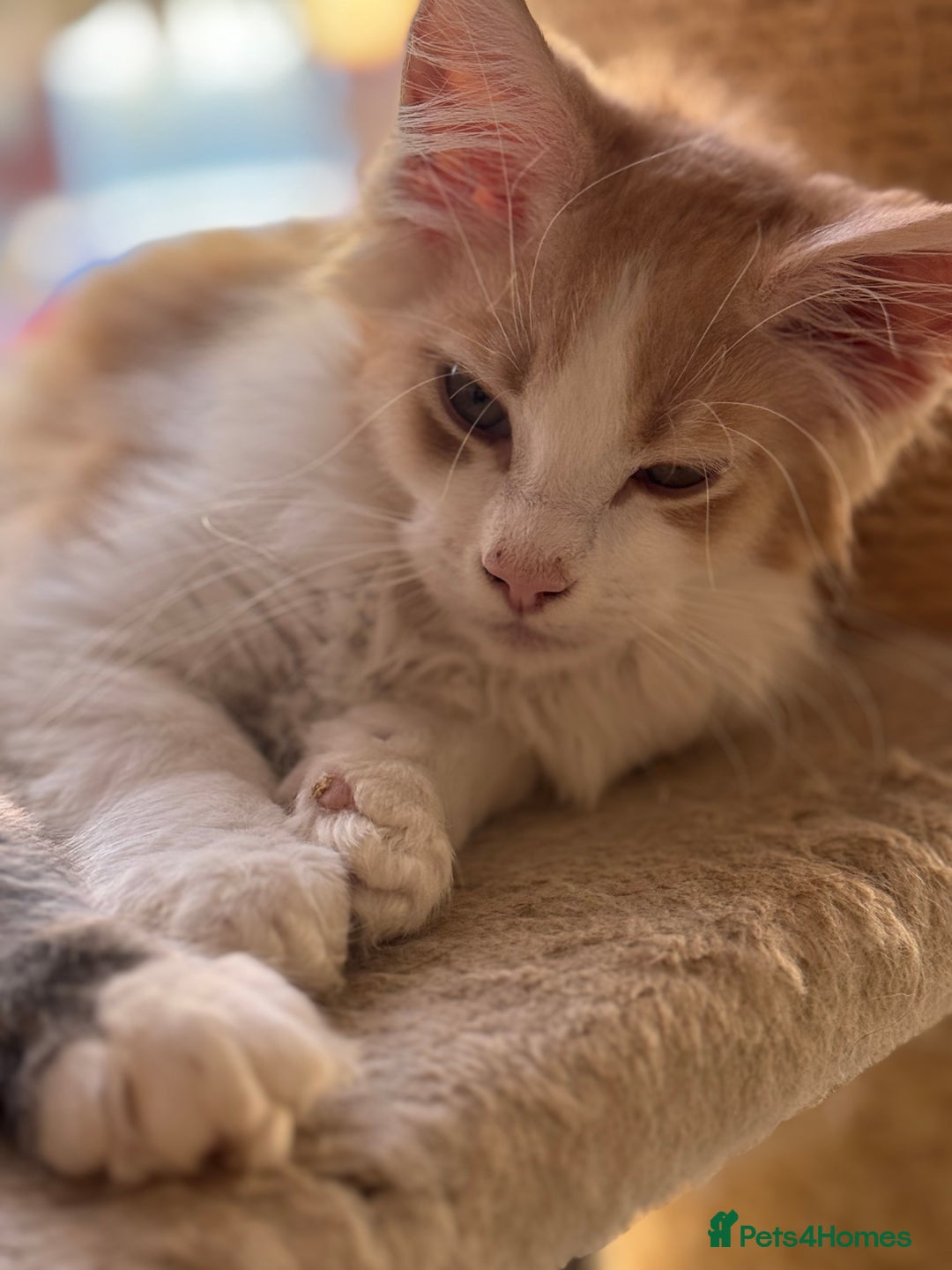 Maine Coon cats for sale: Gorgeous Shaded Line Maine Coon Kittens for sale - Image 1