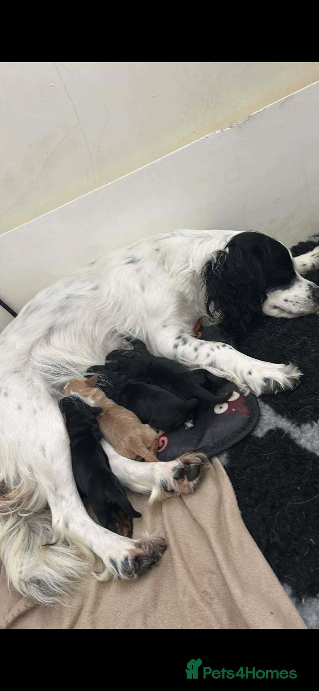 Cocker Spaniel dogs for sale: Cocker Spaniel puppies - Image 1
