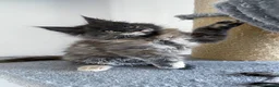 Maine Coon cats for sale: Maine coon - Advert 5
