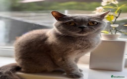 British Shorthair cats for sale: ACTIVE British shorthair female - Image 2