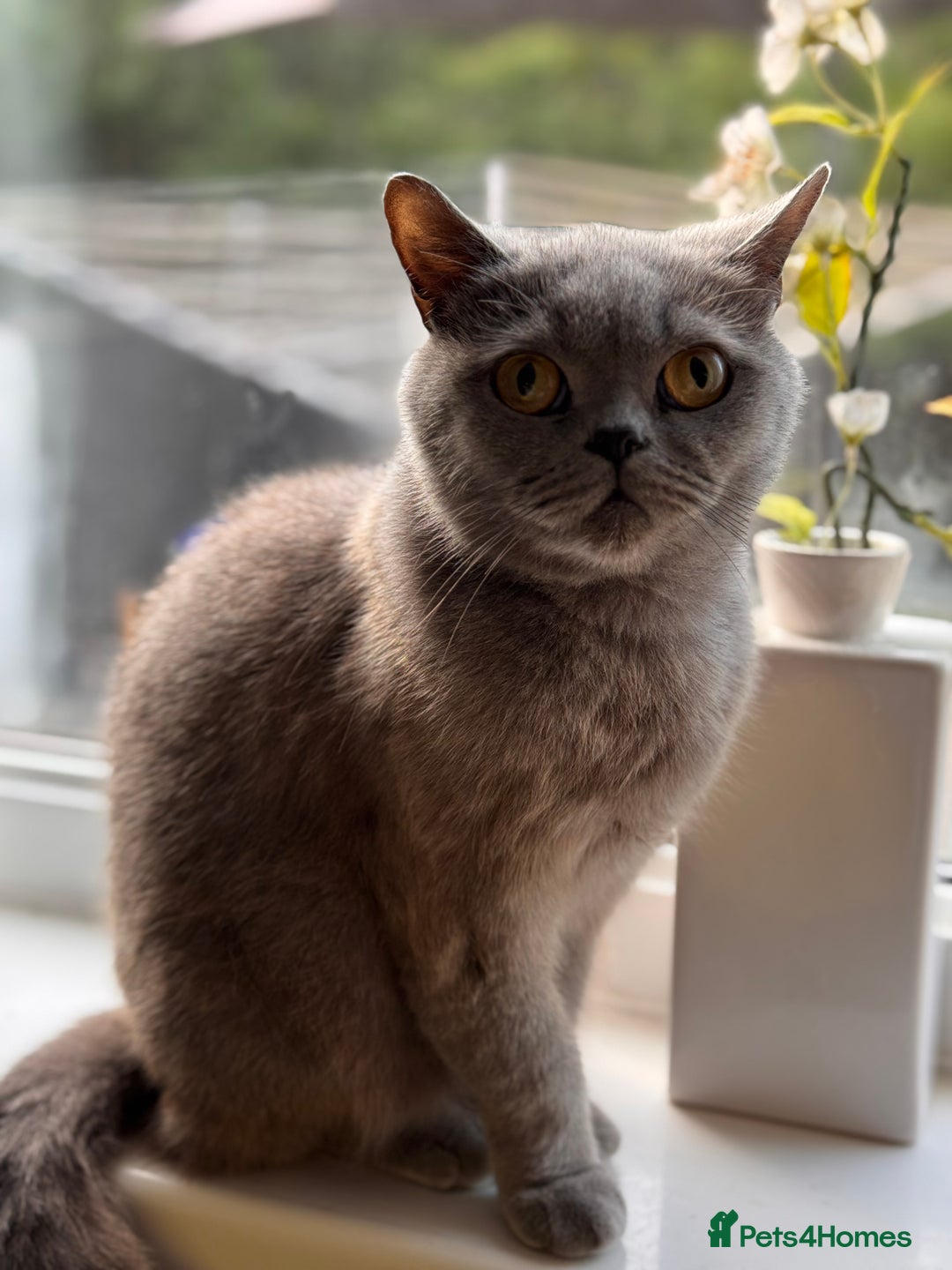 British Shorthair cats for sale: ACTIVE British shorthair female - Image 2