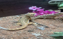 Bearded Dragon reptiles for sale: baby bearded dragons  - Image 2