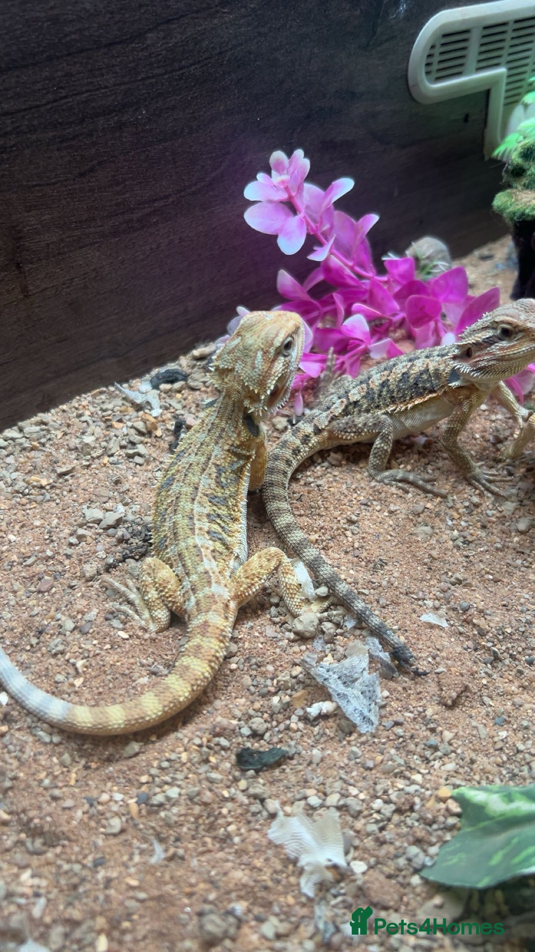 Bearded Dragon reptiles for sale: baby bearded dragons  - Image 2