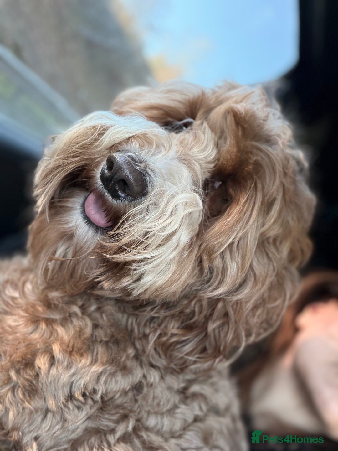 Australian Labradoodle dogs for sale: WALA Registered Australian Labradoodle Puppies - Advert 3