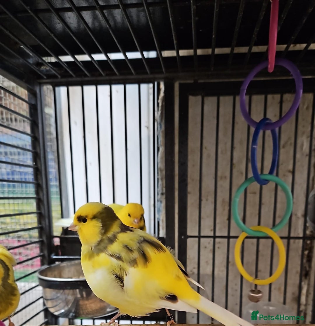 Parrots birds for sale: Xxx BIRDS/PARAKEETS/PARROTS xxX - Advert 25