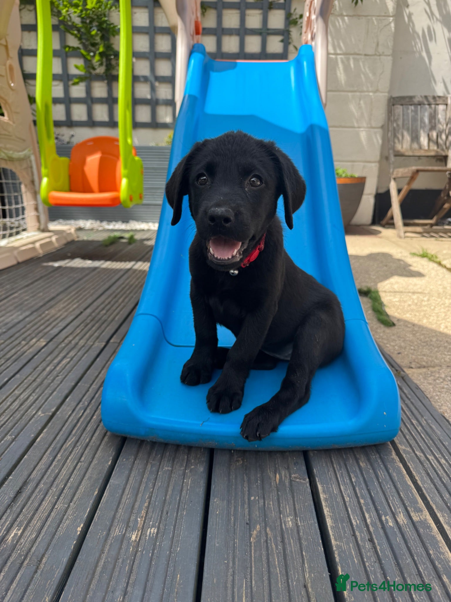 Labrador Retriever dogs Beautiful lab puppy’s ready to go - Advert 5