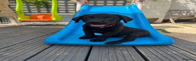 Labrador Retriever 5