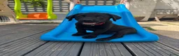 Labrador Retriever dogs for sale: Beautiful lab puppy’s ready to go - Advert 1