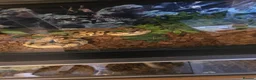 Python Snake reptiles for sale: Male enchi pastel hypo royal python with setup - Advert 2