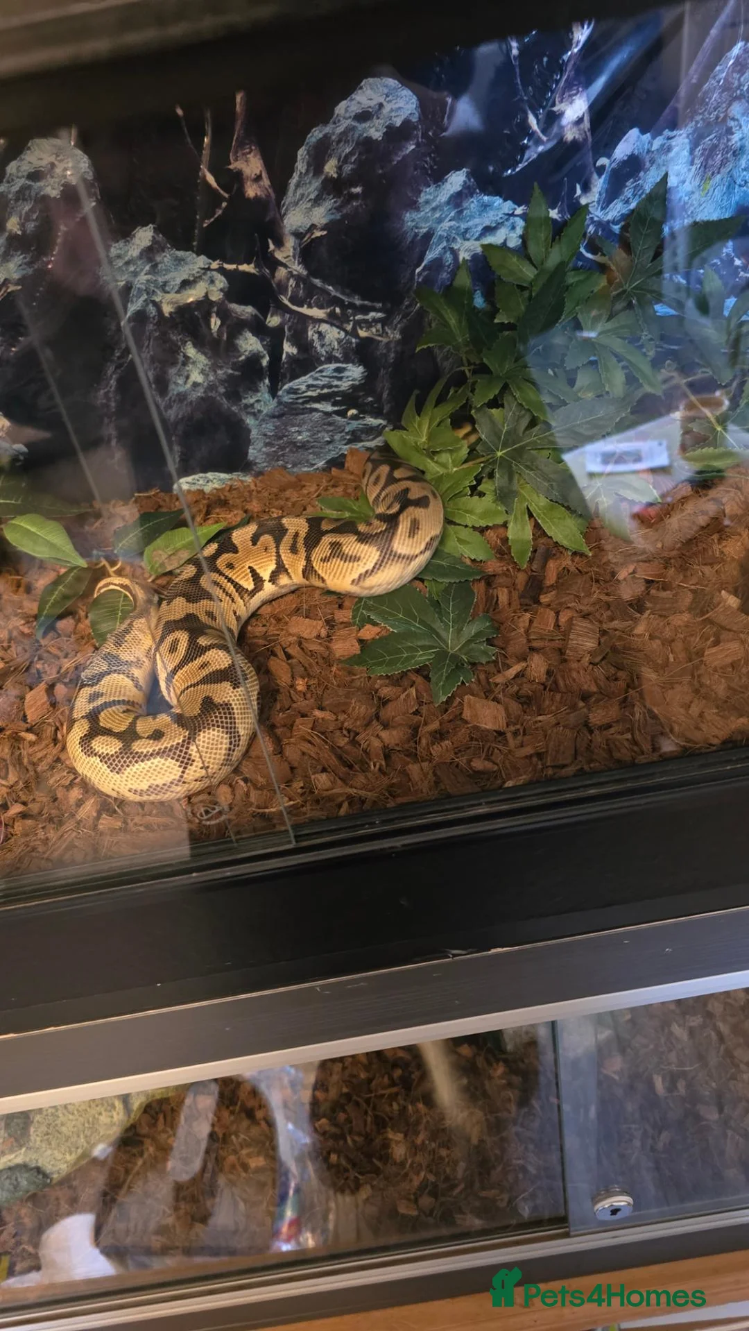 Python Snake reptiles for sale: Male enchi pastel hypo royal python with setup - Advert 2