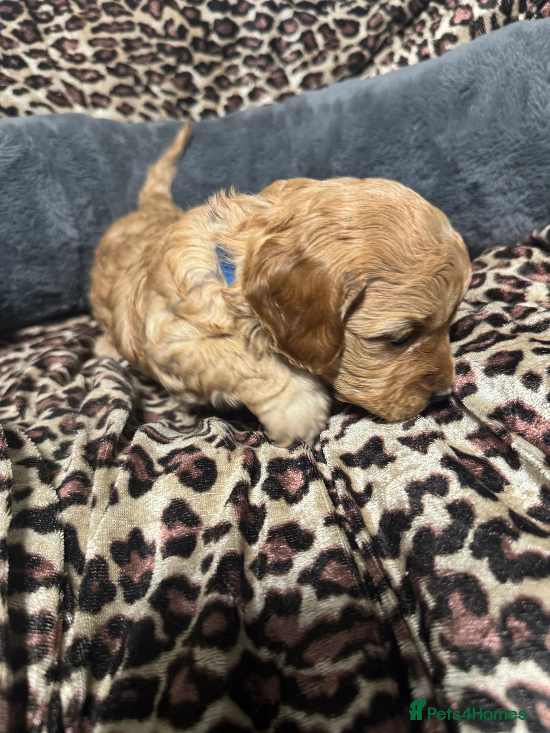 Cavapoo dogs for sale: Teddy bear F1B cavapoo - Advert 1