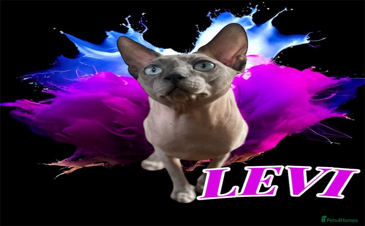 Sphynx cats Sphynx stud TICA Active in Thornton-Cleveleys - Advert 5