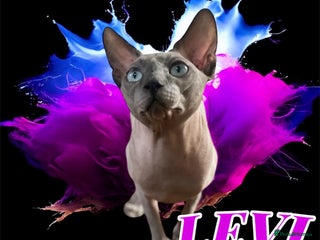 Sphynx cats Sphynx stud TICA Active in Thornton-Cleveleys - Advert 13