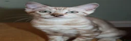 Bengal cats for sale: Reduced Last Male Snow Marble TICA Bengal Left 🤍 - Advert 3