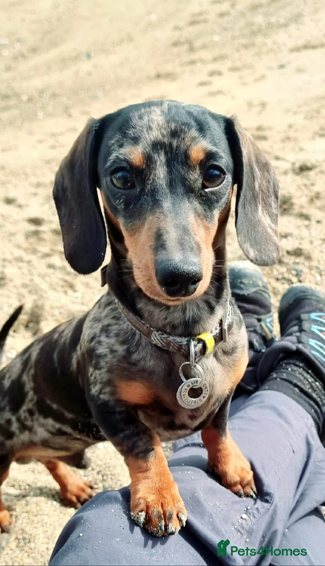 Miniature Dachshund dogs for stud:  Handsome Silver Dapple in Brecon - Advert 15