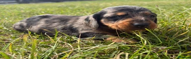Miniature Dachshund 2