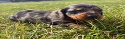 Miniature Dachshund dogs for sale: 5 stunning mini dachshunds for sale❤️🏡🥰 - Advert 26