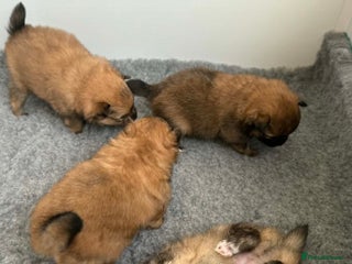 Pomeranian dogs Gorgeous Pomeranian Puppies, 2 Boys and 1 Girl - Advert 1