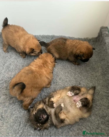 Pomeranian dogs Gorgeous Pomeranian Puppies, 2 Boys and 1 Girl - Advert 3