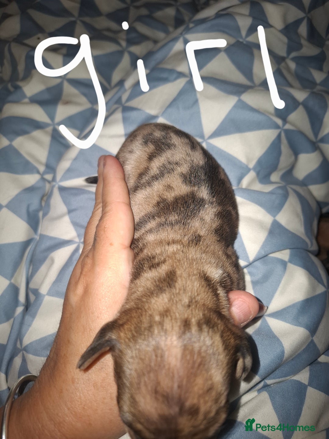 Chiweenie dogs for sale: Chweenies  - Image 3