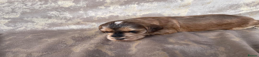 Cockapoo Puppy 1
